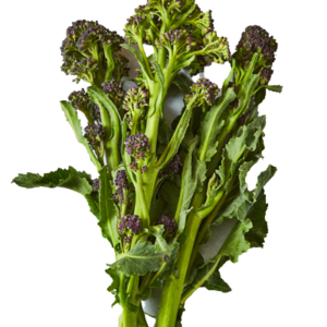 Purple stem Broccoli
